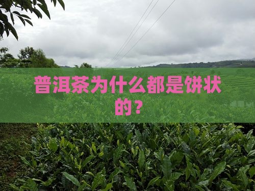 普洱茶为什么都是饼状的? 普洱茶为什么都是饼状的?