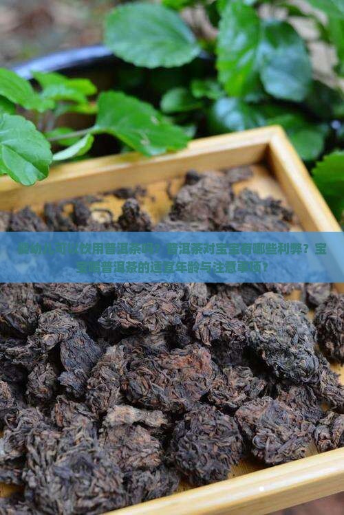 婴幼儿可以饮用普洱茶吗？普洱茶对宝宝有哪些利弊？宝宝喝普洱茶的适宜年龄与注意事项？