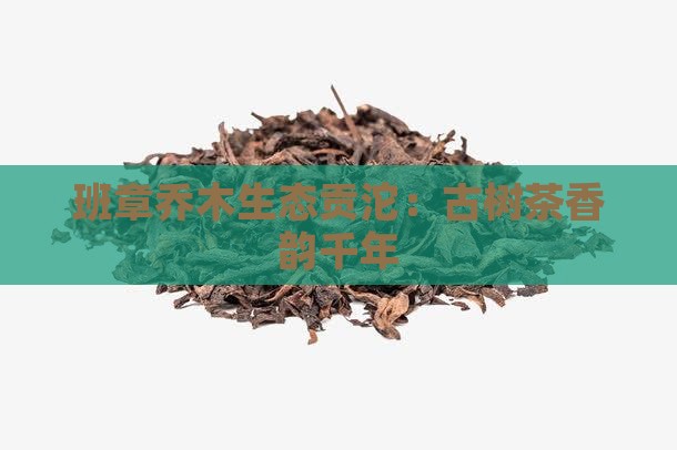 班章乔木生态贡沱：古树茶香韵千年