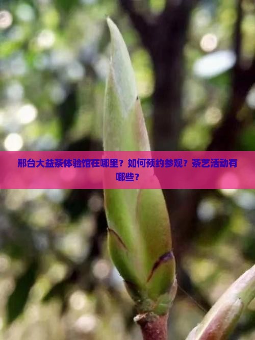 邢台大益茶体验馆在哪里？如何预约参观？茶艺活动有哪些？