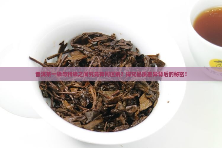 普洱茶一级与特级之间究竟有何区别？探究品质差异背后的秘密！