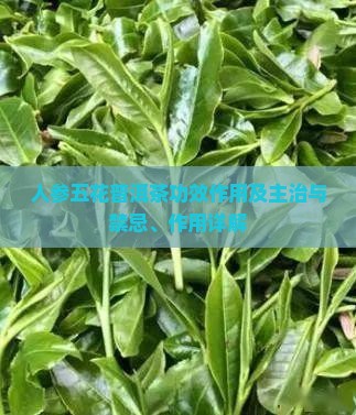 人参五花普洱茶功效作用及主治与禁忌、作用详解 人参五花普洱茶功效作用及主治与禁忌、作用详解
