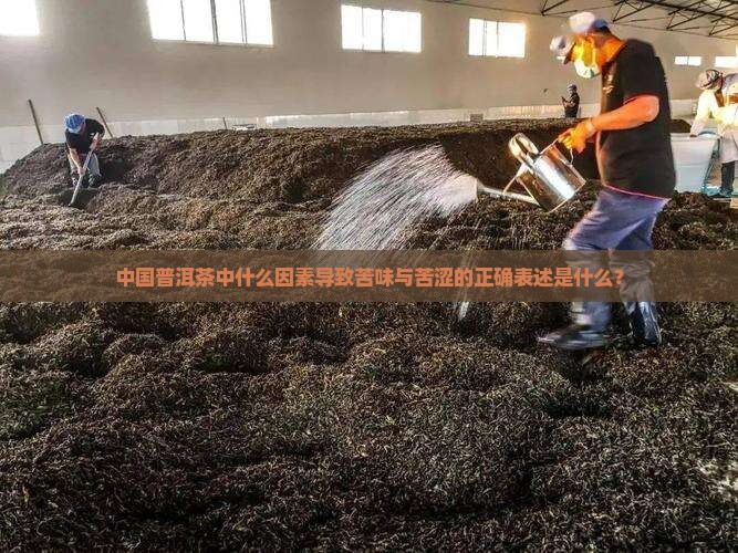 中国普洱茶中什么因素导致苦味与苦涩的正确表述是什么？