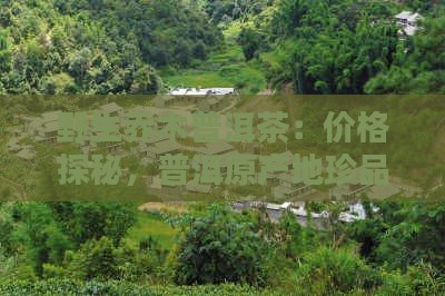 野生乔木普洱茶：价格探秘，普洱原产地珍品
