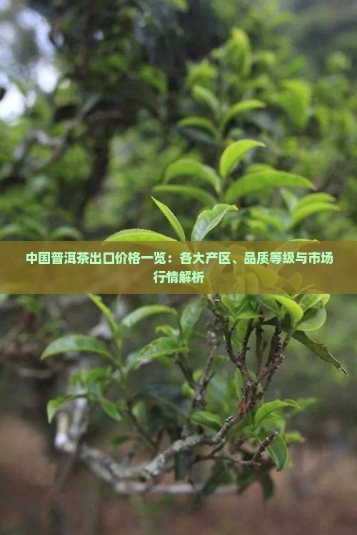 中国普洱茶出口价格一览：各大产区、品质等级与市场行情解析