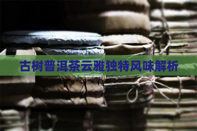古树普洱茶云雅独特风味解析
