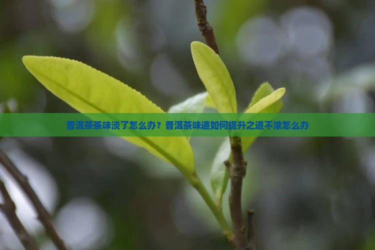 普洱茶茶味淡了怎么办？普洱茶味道如何提升之道不浓怎么办