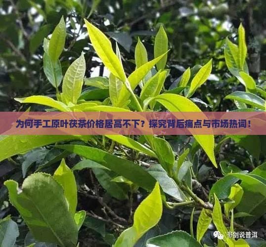 为何手工原叶茯茶价格居高不下？探究背后痛点与市场热词！