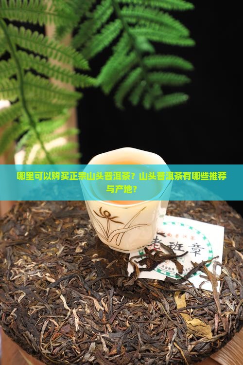 哪里可以购买正宗山头普洱茶？山头普洱茶有哪些推荐与产地？