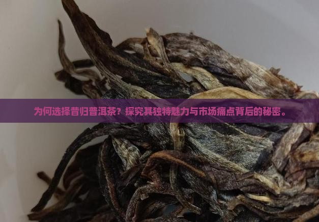 为何选择昔归普洱茶？探究其独特魅力与市场痛点背后的秘密。