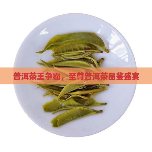 普洱茶王争霸，至尊普洱茶品鉴盛宴