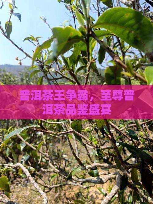 普洱茶王争霸，至尊普洱茶品鉴盛宴