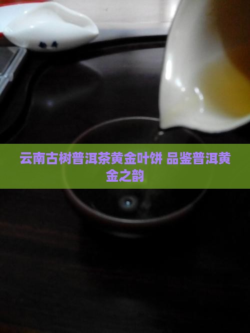 云南古树普洱茶黄金叶饼 品鉴普洱黄金之韵
