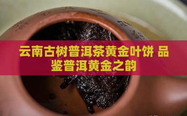 云南古树普洱茶黄金叶饼 品鉴普洱黄金之韵