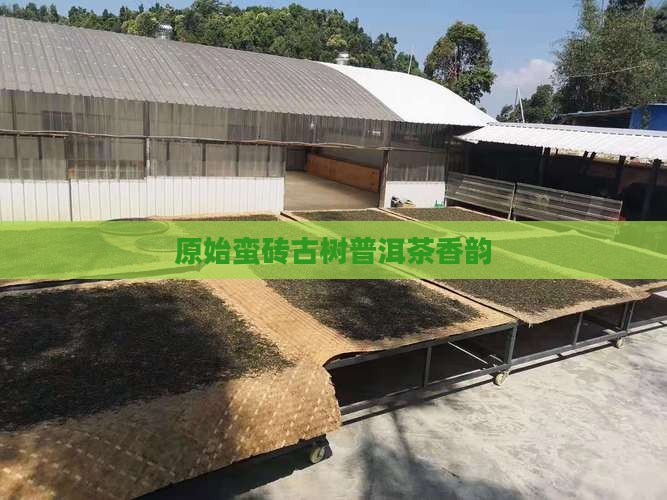 原始蛮砖古树普洱茶香韵
