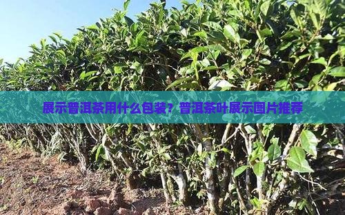 展示普洱茶用什么包装？普洱茶叶展示图片推荐