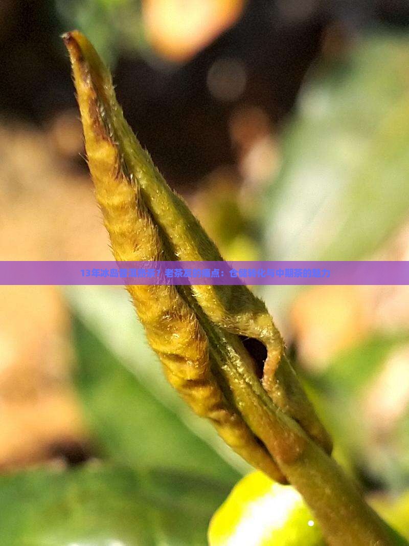 13年冰岛普洱熟茶？老茶友的痛点：仓储转化与中期茶的魅力