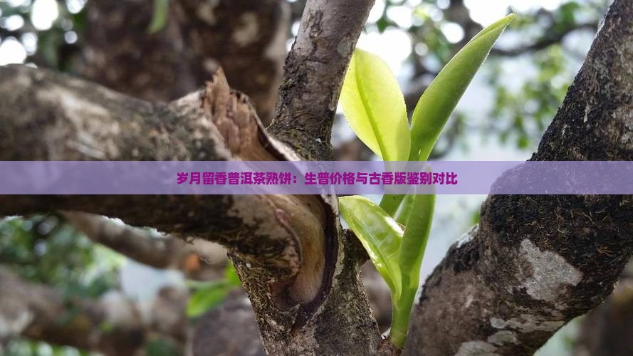 岁月留香普洱茶熟饼：生普价格与古香版鉴别对比