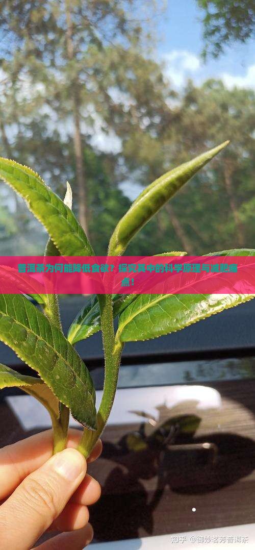 普洱茶为何能降低食欲？探究其中的科学原理与减肥痛点！