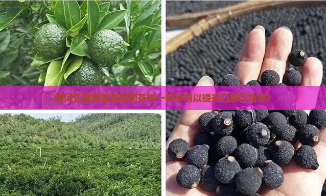 如何正确将普洱茶和茶饼一同冲泡以提升口感与功效？