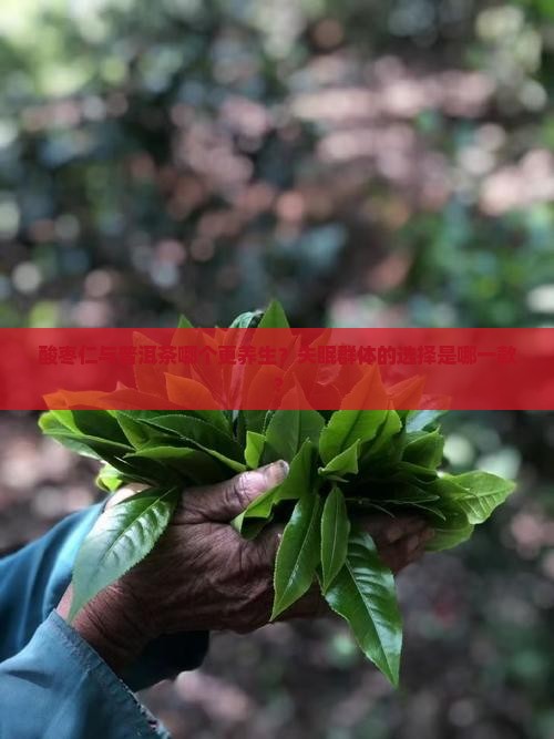 酸枣仁与普洱茶哪个更养生？失眠群体的选择是哪一款？