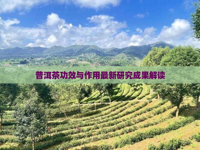 普洱茶功效与作用最新研究成果解读