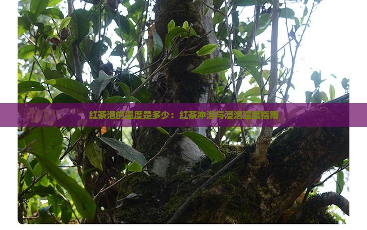 红茶泡的温度是多少：红茶冲泡与浸泡温度指南