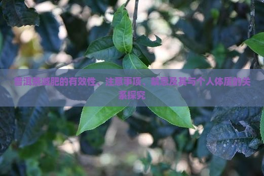 普洱茶减肥的有效性、注意事项、禁忌及其与个人体质的关系探究