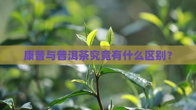 康普与普洱茶究竟有什么区别？