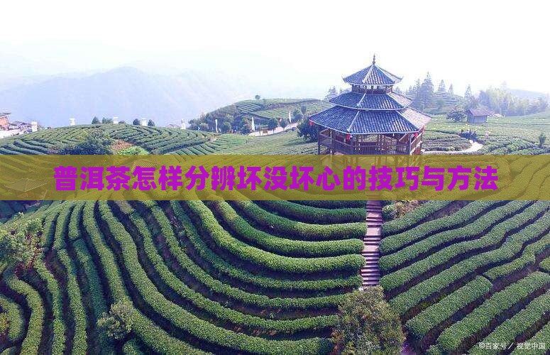 普洱茶怎样分辨坏没坏心的技巧与方法