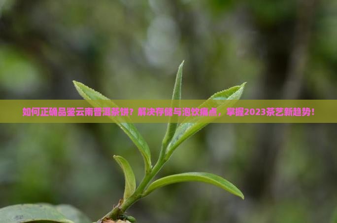 如何正确品鉴云南普洱茶饼？解决存储与泡饮痛点，掌握2023茶艺新趋势！