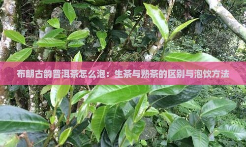 布朗古韵普洱茶怎么泡：生茶与熟茶的区别与泡饮方法
