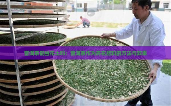 普洱茶能当花土吗:普洱茶作为养花肥料的方法与效果 普洱茶能当花土吗:普洱茶作为养花肥料的方法与效果