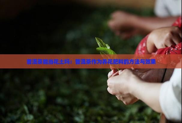 普洱茶能当花土吗:普洱茶作为养花肥料的方法与效果 普洱茶能当花土吗:普洱茶作为养花肥料的方法与效果