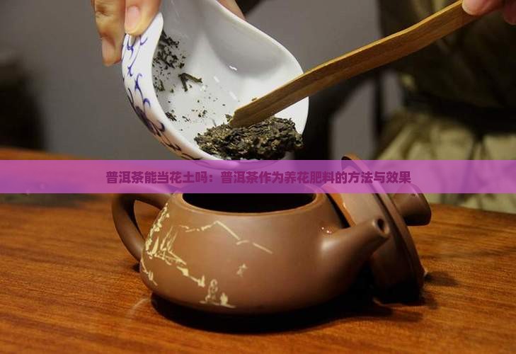 普洱茶能当花土吗:普洱茶作为养花肥料的方法与效果 普洱茶能当花土吗:普洱茶作为养花肥料的方法与效果