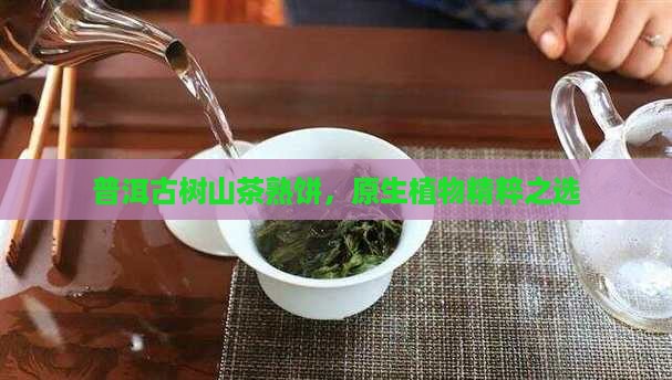 普洱古树山茶熟饼，原生植物精粹之选