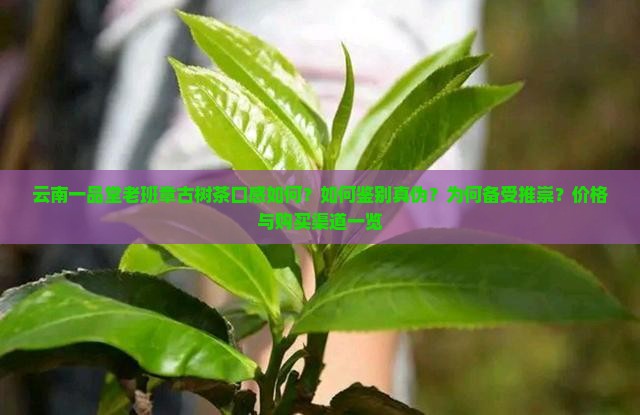 云南一品堂老班章古树茶口感如何？如何鉴别真伪？为何备受推崇？价格与购买渠道一览
