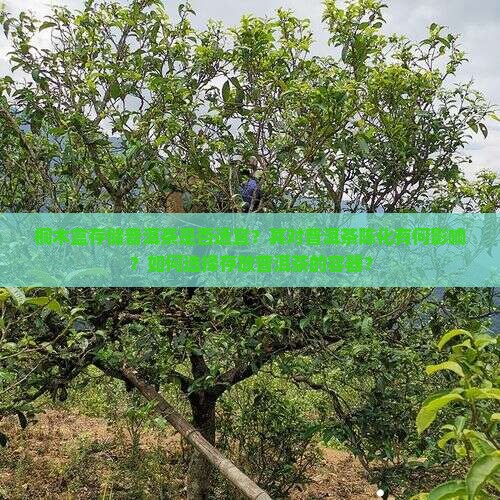 桐木盒存储普洱茶是否适宜？其对普洱茶陈化有何影响？如何选择存放普洱茶的容器？