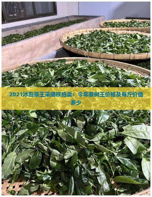 2021冰岛茶王采摘权拍卖：今年茶树王价格及每斤价值多少