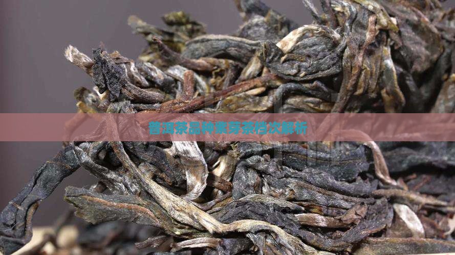普洱茶品种紫芽茶档次解析