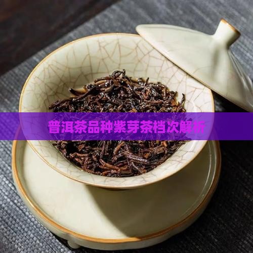 普洱茶品种紫芽茶档次解析