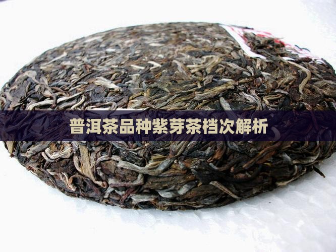 普洱茶品种紫芽茶档次解析