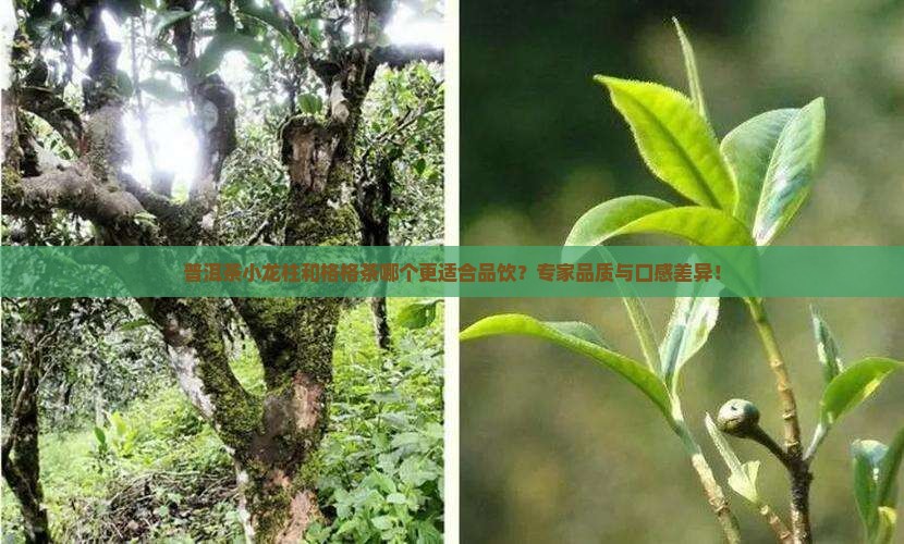 普洱茶小龙柱和格格茶哪个更适合品饮？专家品质与口感差异！