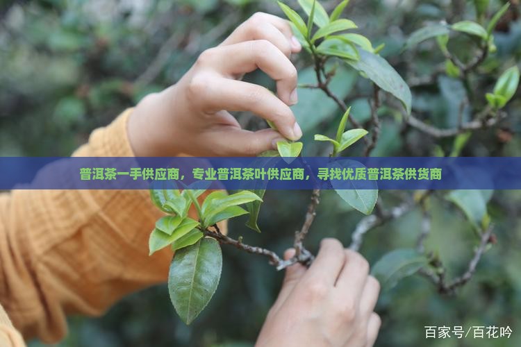 普洱茶一手供应商，专业普洱茶叶供应商，寻找优质普洱茶供货商