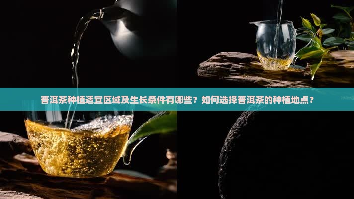 普洱茶种植适宜区域及生长条件有哪些？如何选择普洱茶的种植地点？