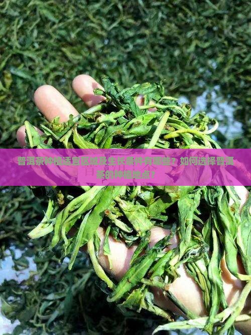 普洱茶种植适宜区域及生长条件有哪些？如何选择普洱茶的种植地点？