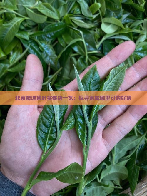 北京精选茶叶实体店一览：探寻京城哪里可购好茶