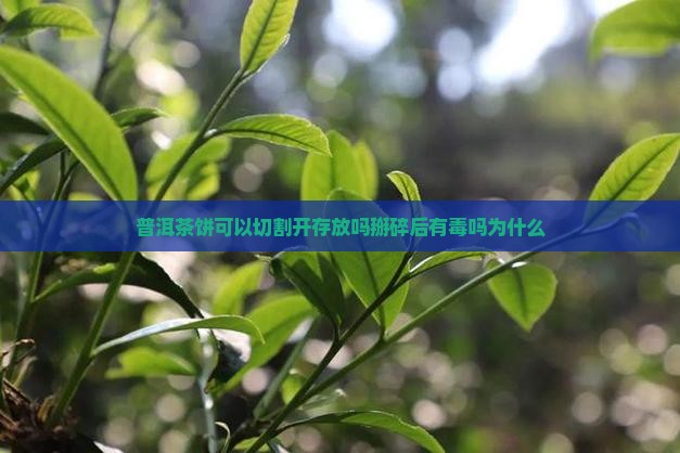 普洱茶饼可以切割开存放吗掰碎后有毒吗为什么