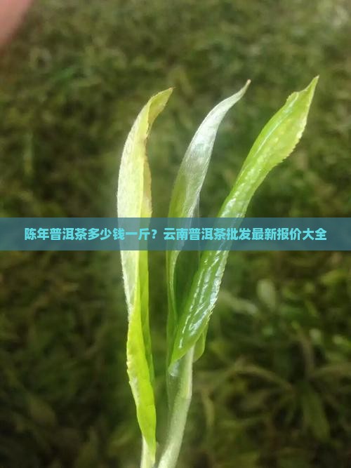 陈年普洱茶多少钱一斤？云南普洱茶批发最新报价大全