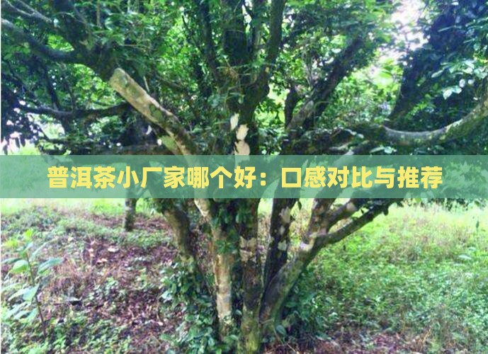 普洱茶小厂家哪个好：口感对比与推荐
